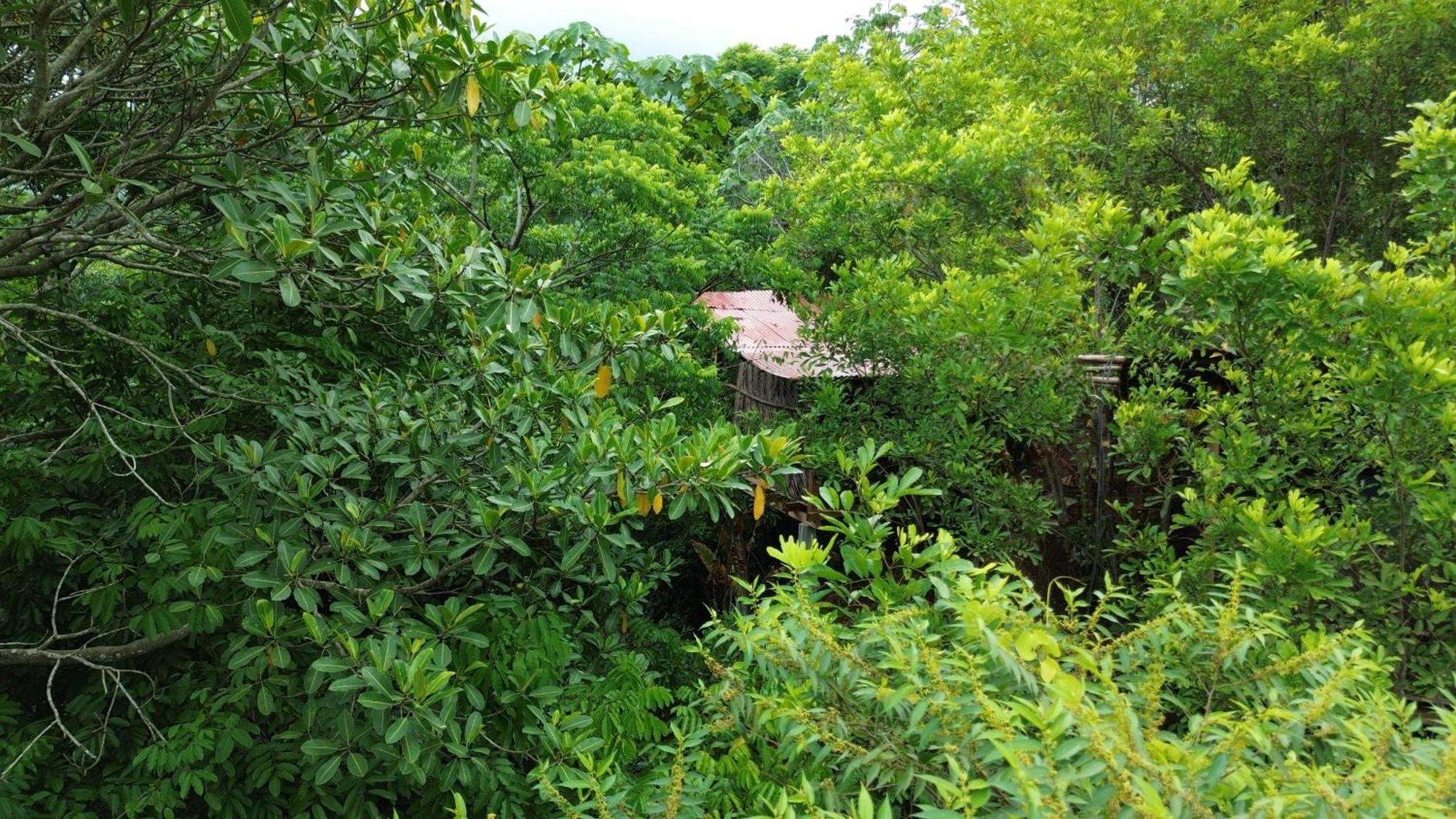 The Valley Tayrona Hostel- A Social Jungle Hostel El Zaino Exteriör bild