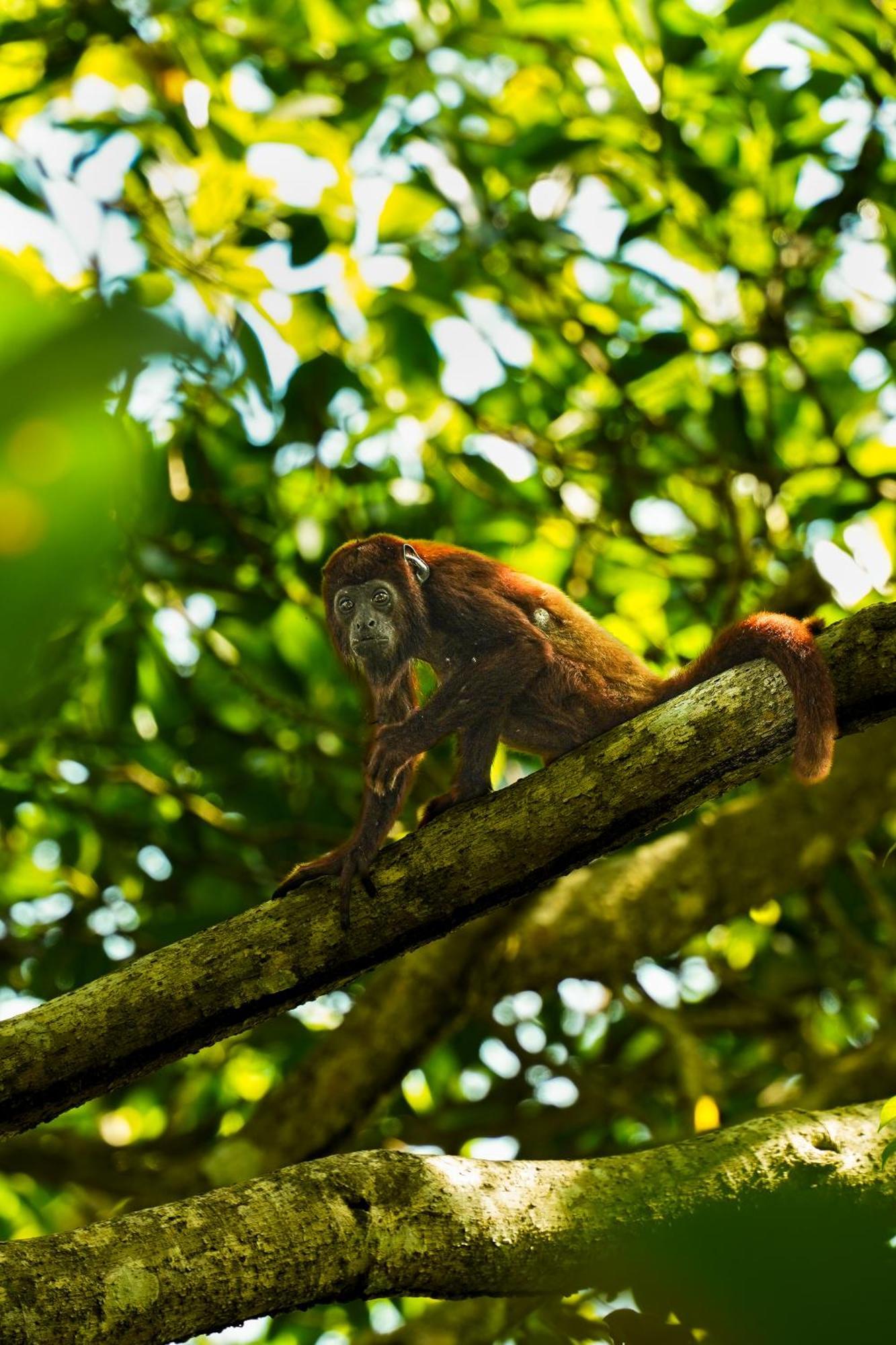 The Valley Tayrona Hostel- A Social Jungle Hostel El Zaino Exteriör bild